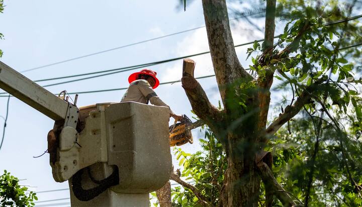 Tree care and maintenance services in Santa Clarita