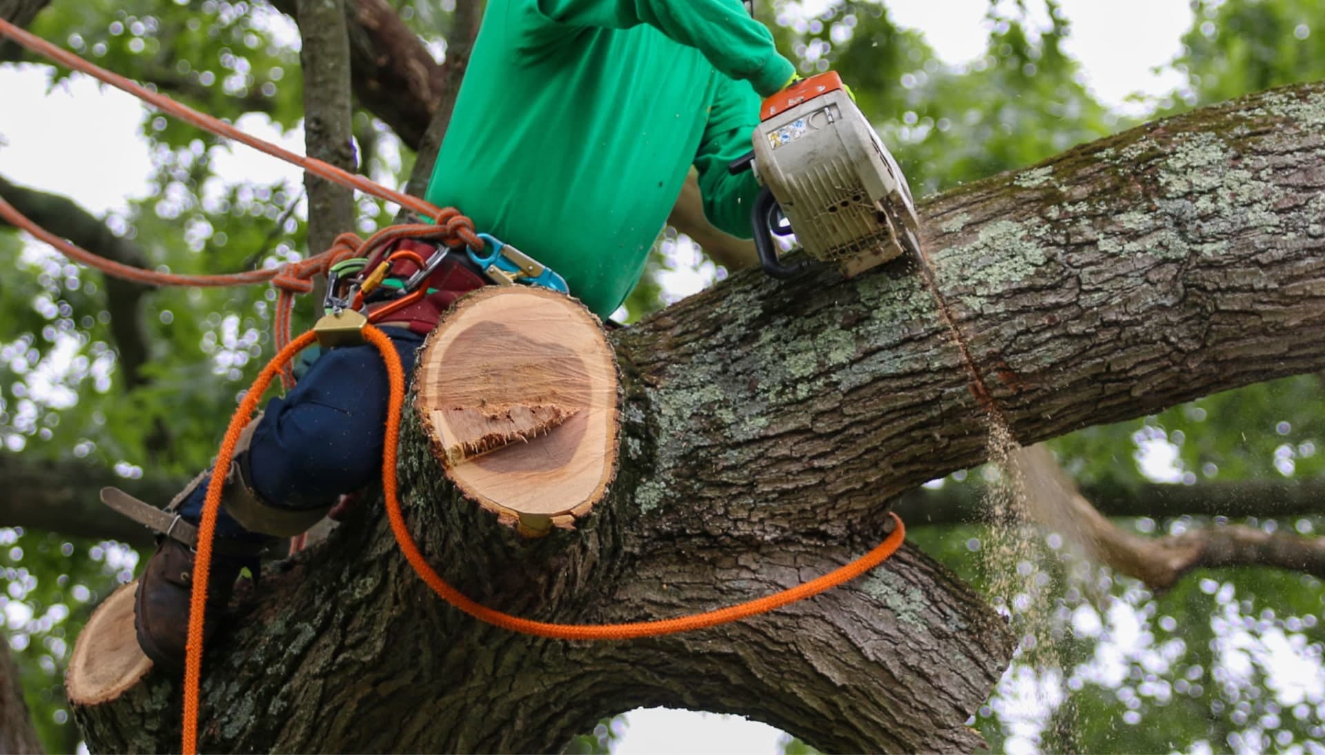 Shed your worries away with best tree removal in Santa Clarita