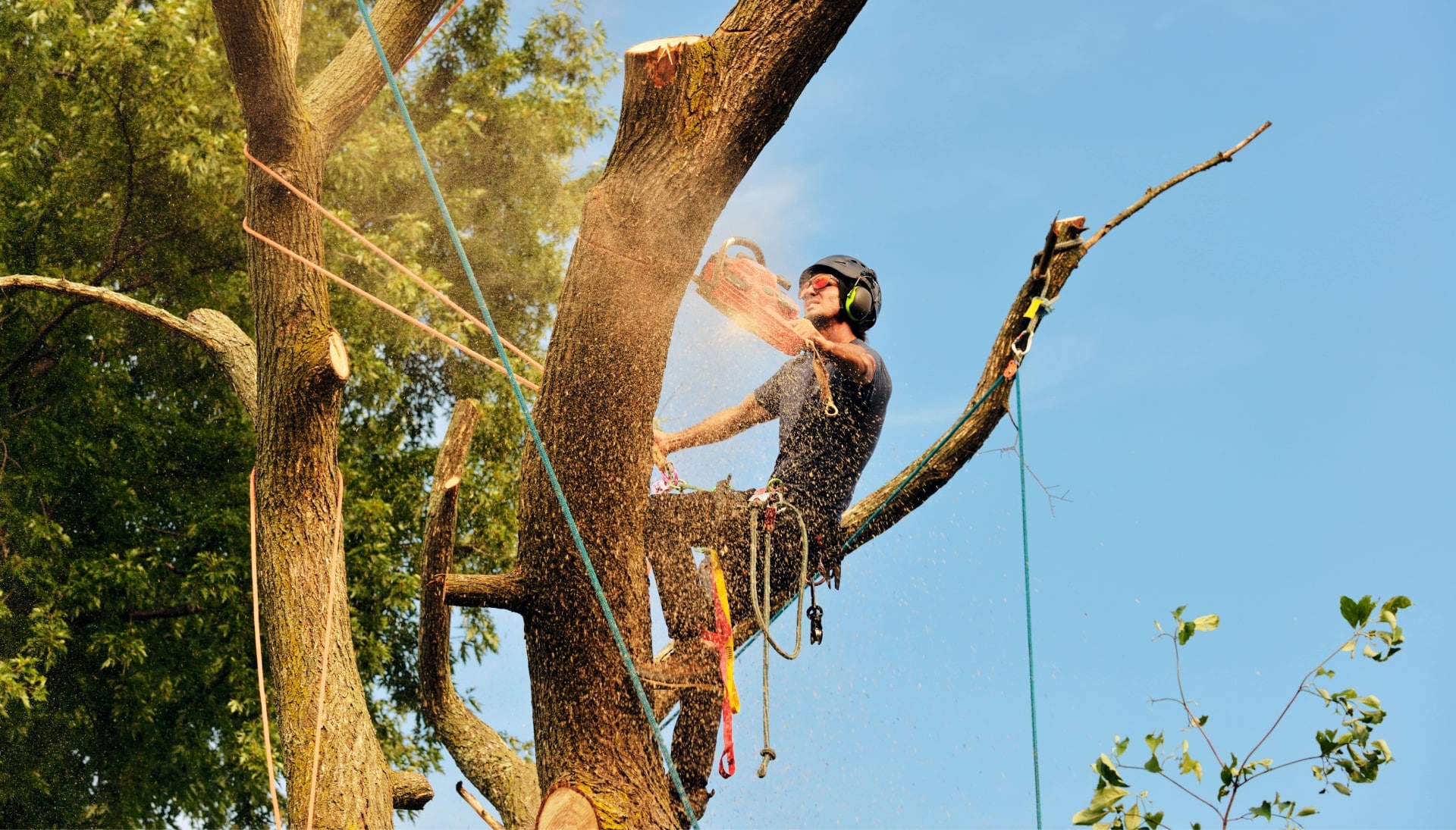 Get rid of tree problems with the expert tree removal contractors in Santa Clarita
