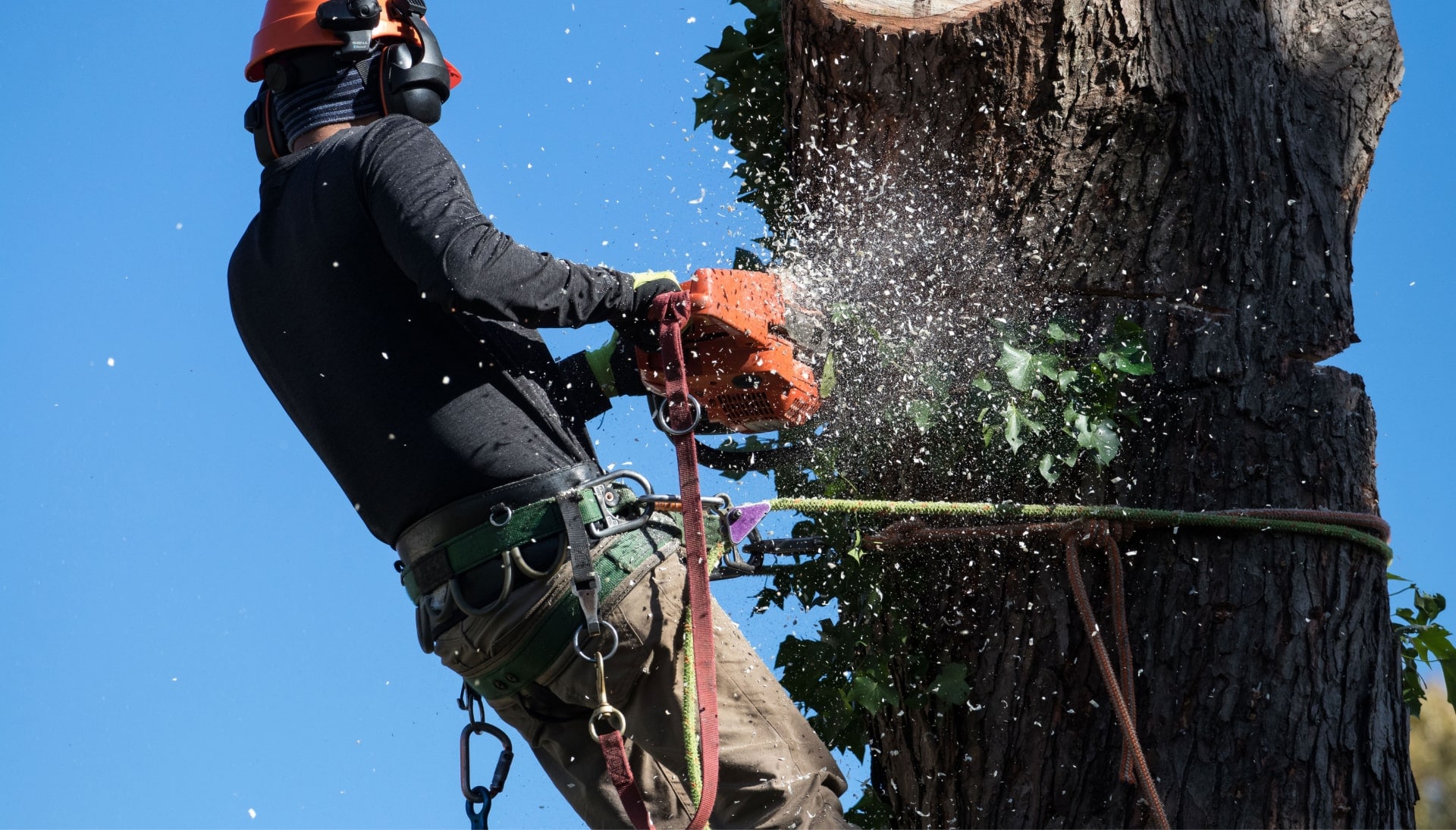 Professional Tree removal solutions in Santa Clarita