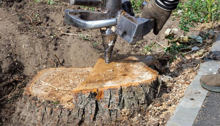 Santa Clarita Tree stump removal